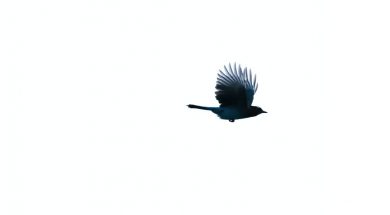 Bird-flying-by-Patrick-Hendry-Unsplash-1.jpg
