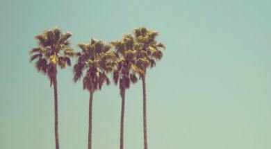 Palm-trees-by-Ev-on-Unsplash.jpg